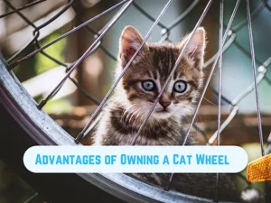 Read more about the article Top 3 Benefits of a Cat Wheel