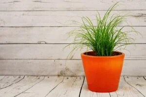 Top 7 Stylish Ceramic Plant Pots for Your Home